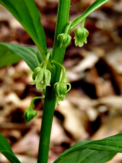 {Cubelium concolor}